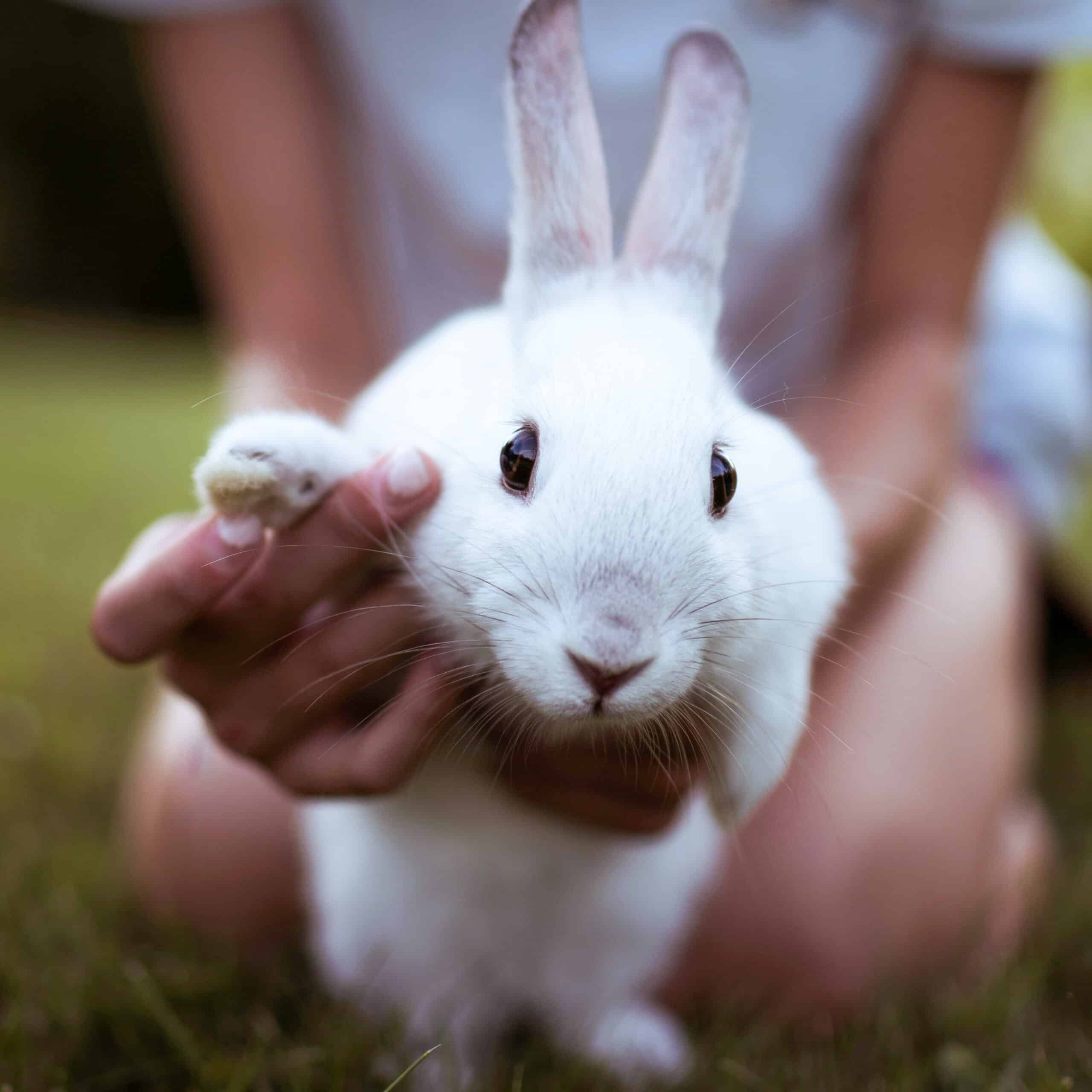 Rabbits