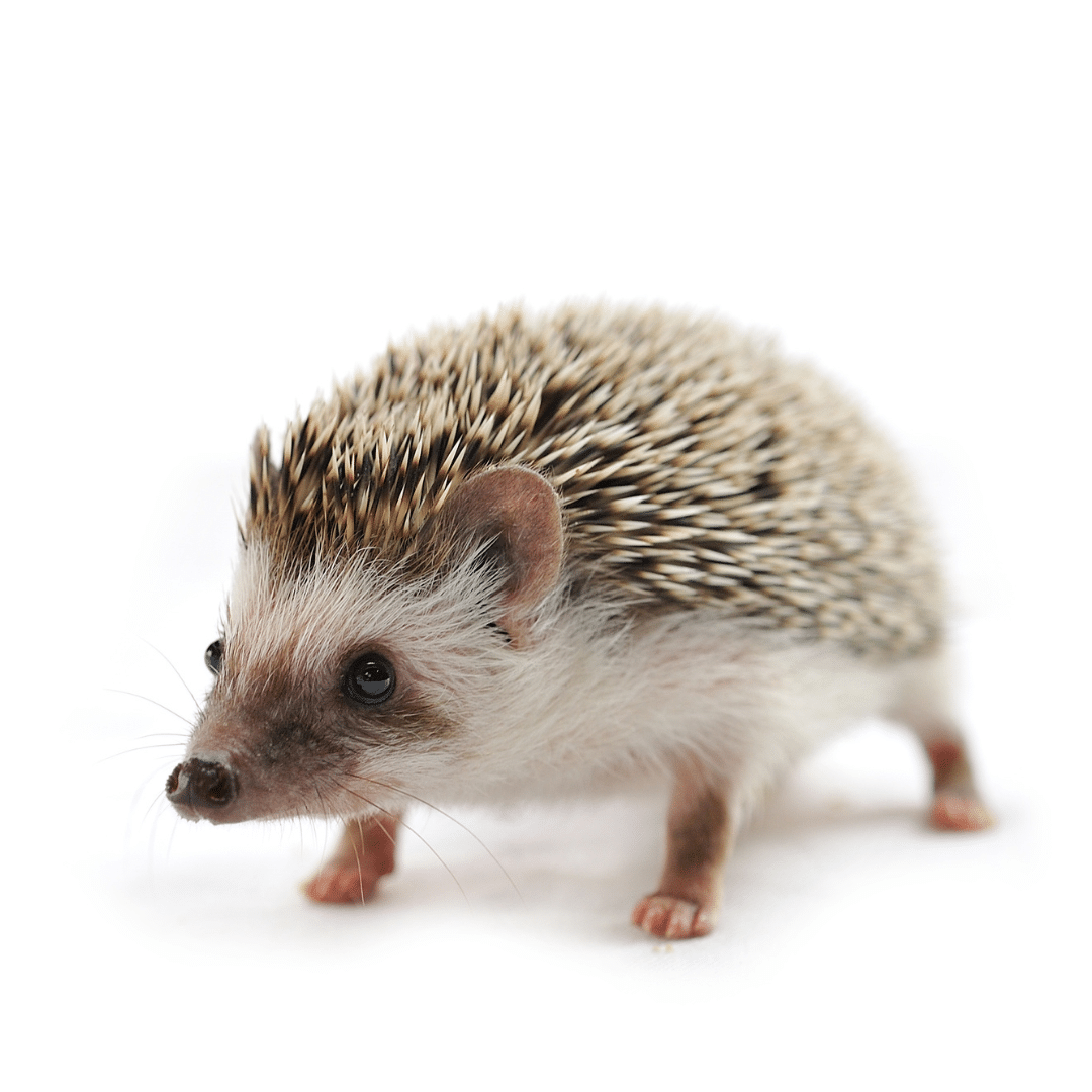 Hedgehogs