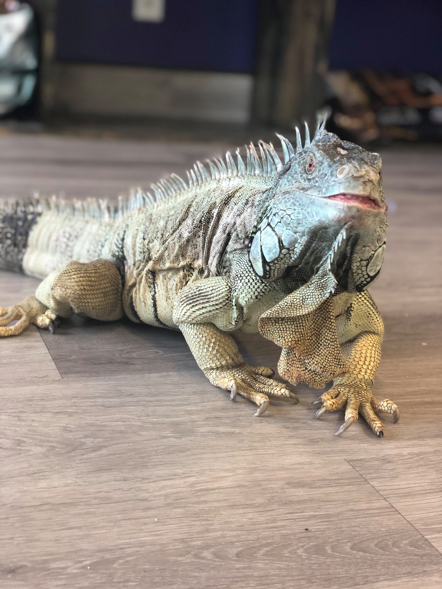 Iguanas