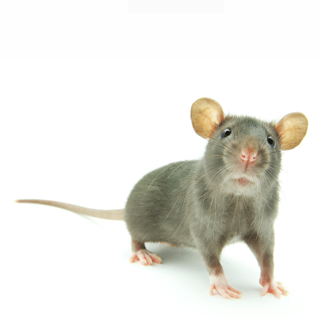 Rats & Mice