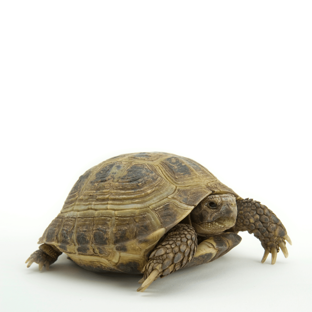 Tortoises