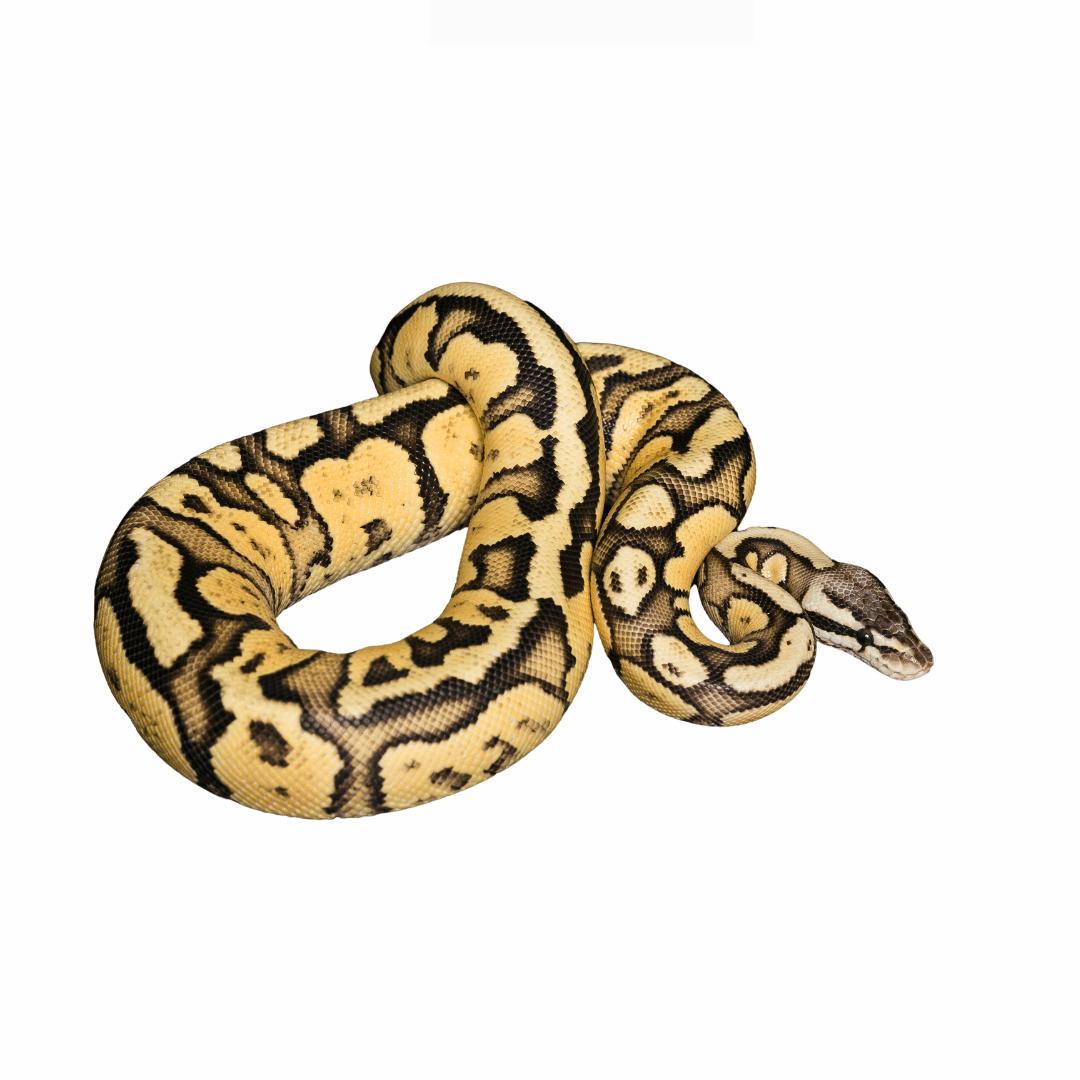 Snakes